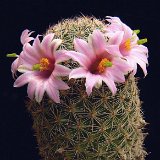 Mammillaria grahamii v. oliviae JLcoll.2835.JPG